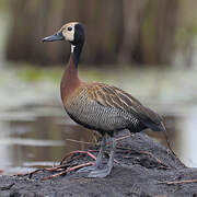 White-faced Whistling Duck