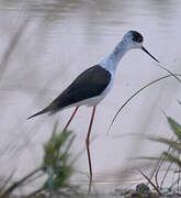 Black-winged Stilt