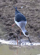 Black-winged Stilt