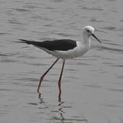 Black-winged Stilt