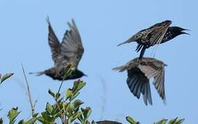 Common Starling