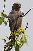 Grey Kestrel