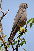 Grey Kestrel