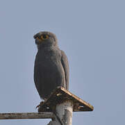 Grey Kestrel