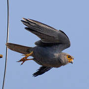 Grey Kestrel