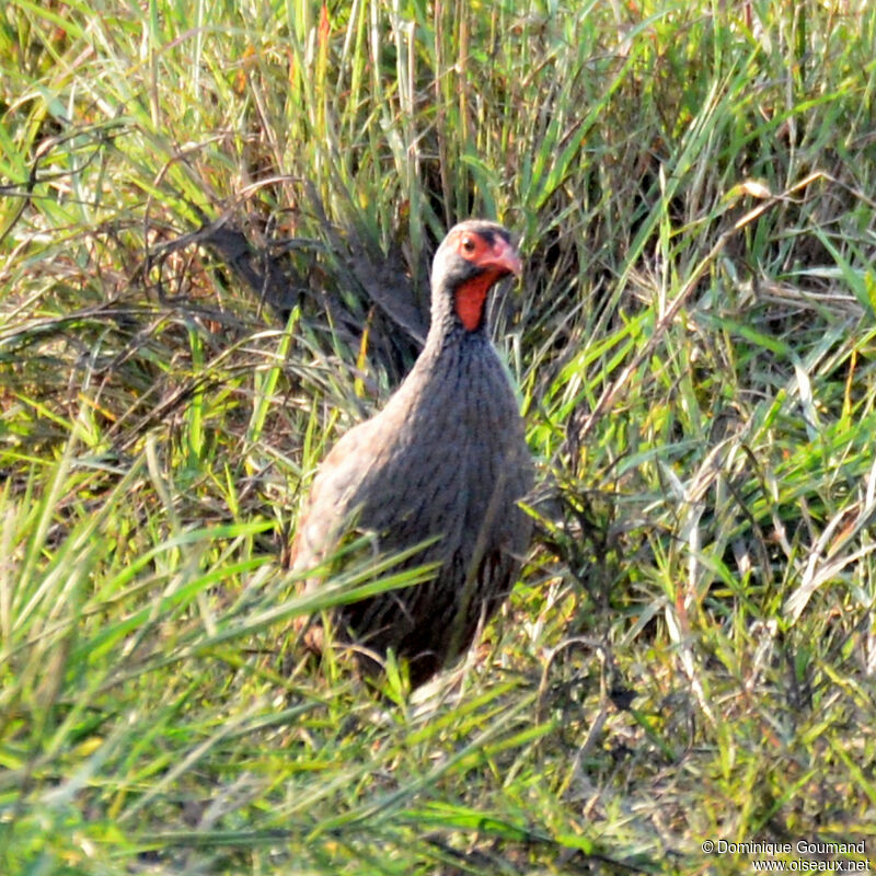 Francolin à gorge rougeadulte