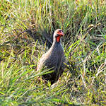 Francolin à gorge rouge