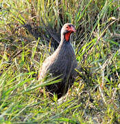 Francolin à gorge rouge