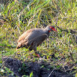 Francolin à gorge rouge