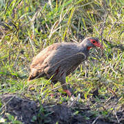 Francolin à gorge rouge