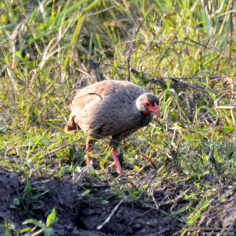 Francolin à gorge rougeadulte