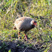 Francolin à gorge rouge