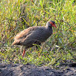 Francolin à gorge rouge