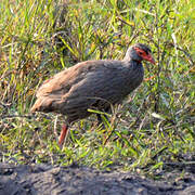 Francolin à gorge rouge