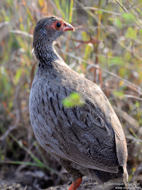 Francolin à gorge rougeadulte