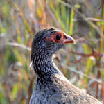 Francolin à gorge rouge