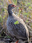 Francolin à gorge rouge