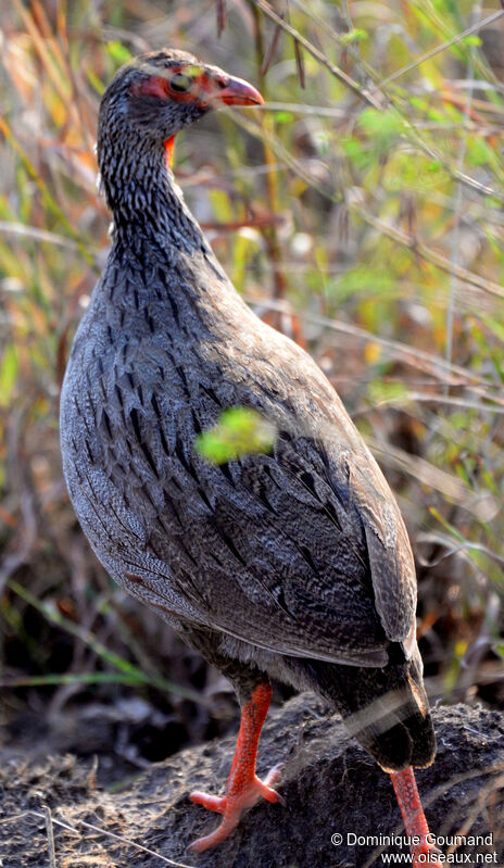 Francolin à gorge rougeadulte