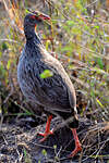 Francolin à gorge rouge