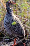 Francolin à gorge rouge