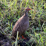 Francolin à gorge rouge