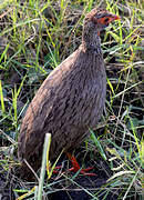 Francolin à gorge rouge