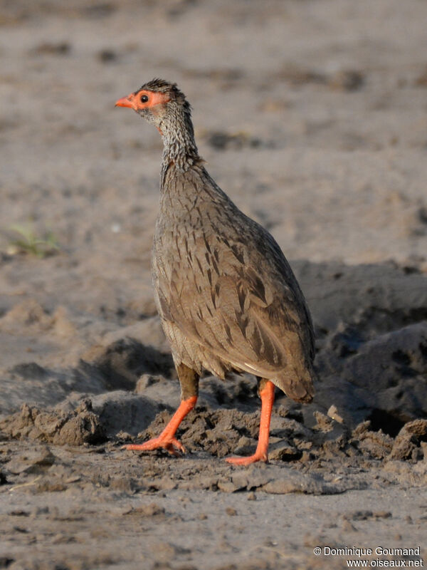 Francolin à gorge rougeadulte