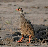 Francolin à gorge rouge