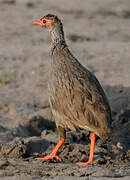 Francolin à gorge rouge