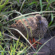 Francolin à gorge rouge