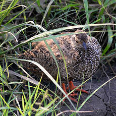 Francolin à gorge rouge