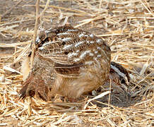 Crested Francolin