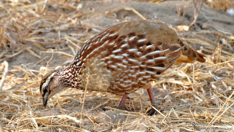 Crested Francolin male adult