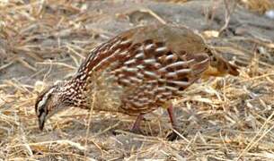 Francolin huppé