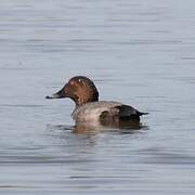 Canvasback