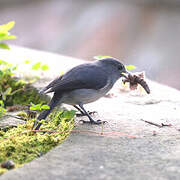 White-eyed Slaty Flycatcher