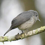 White-eyed Slaty Flycatcher