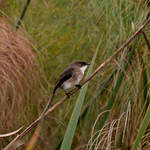 Gobemouche des marais