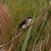 Swamp Flycatcher