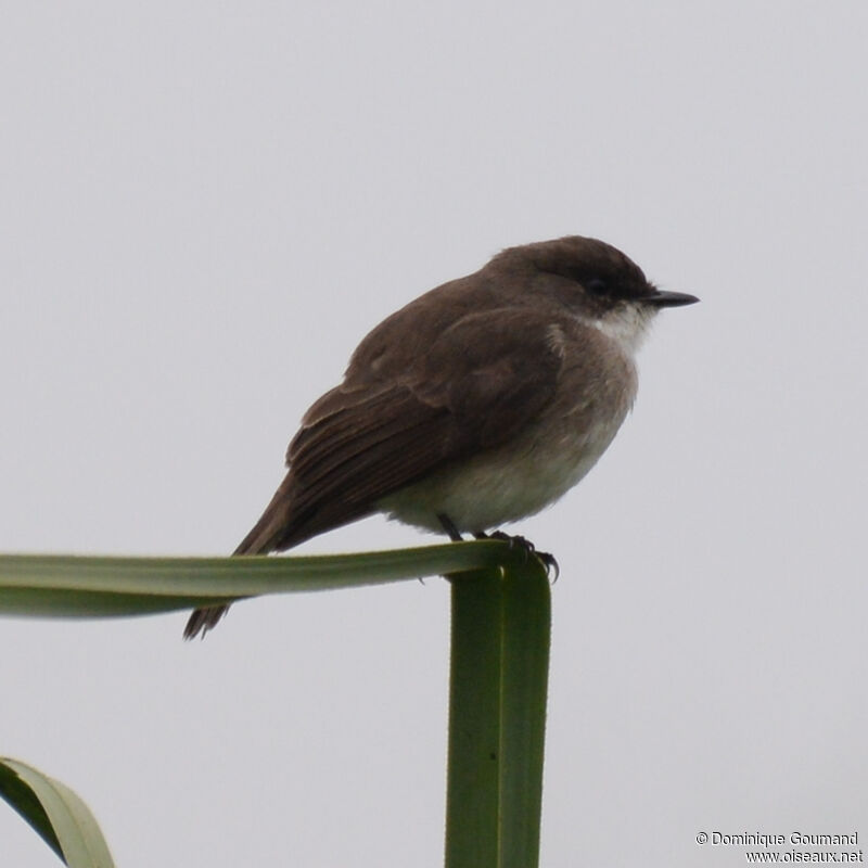 Swamp Flycatcheradult