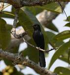 Gobemouche drongo