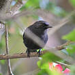 Gobemouche drongo