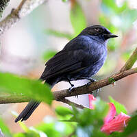 Gobemouche drongo