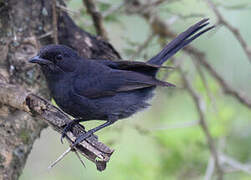 Gobemouche drongo