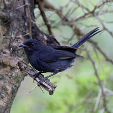 Gobemouche drongo