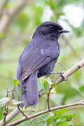 Northern Black Flycatcher