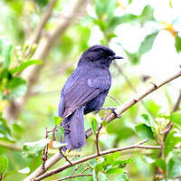 Gobemouche drongo