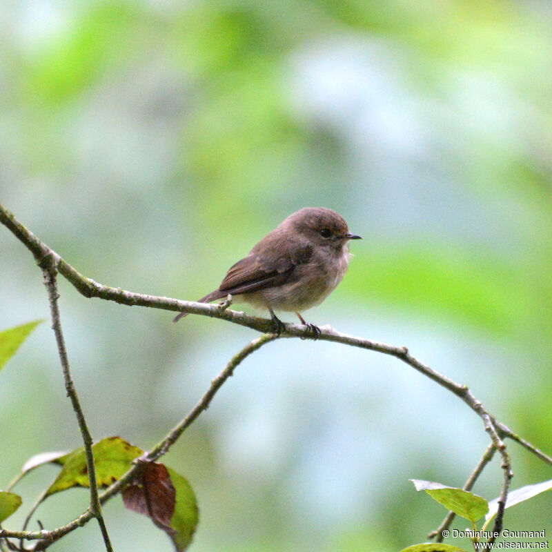 Gobemouche sombreadulte, identification