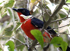 Black-headed Gonolek