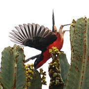 Black-headed Gonolek